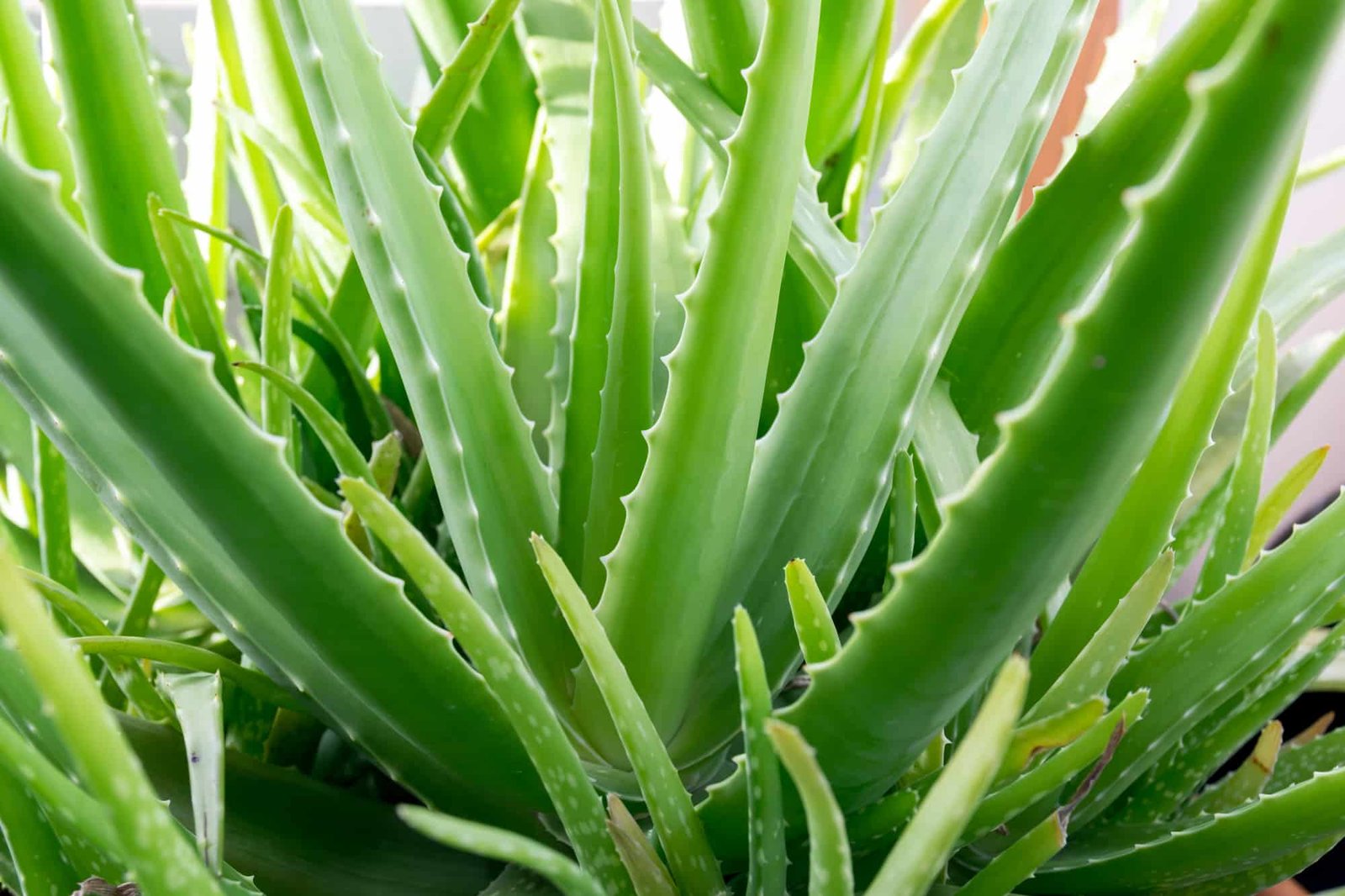Aloe vera indoor plant