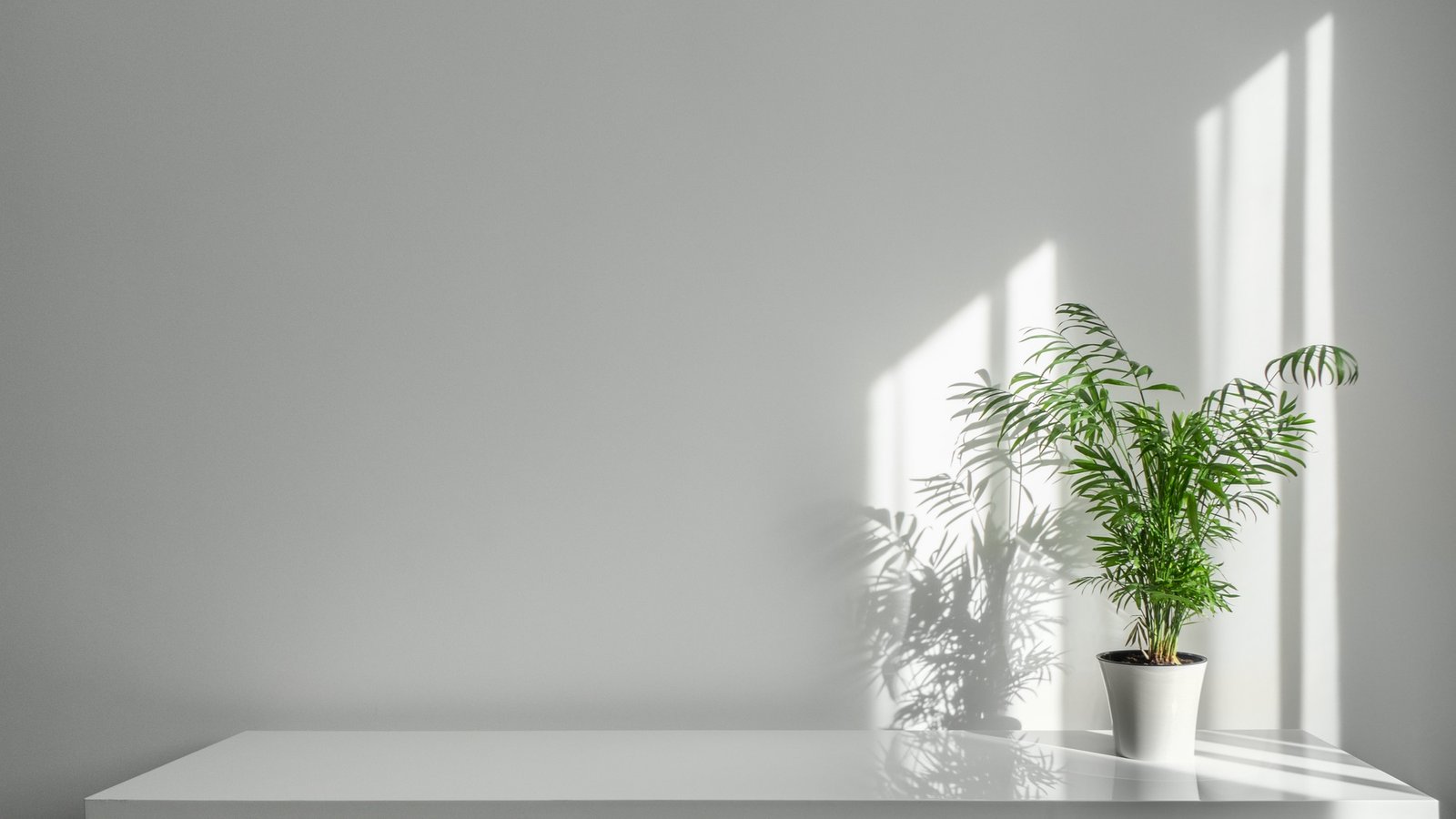 Areca Palm