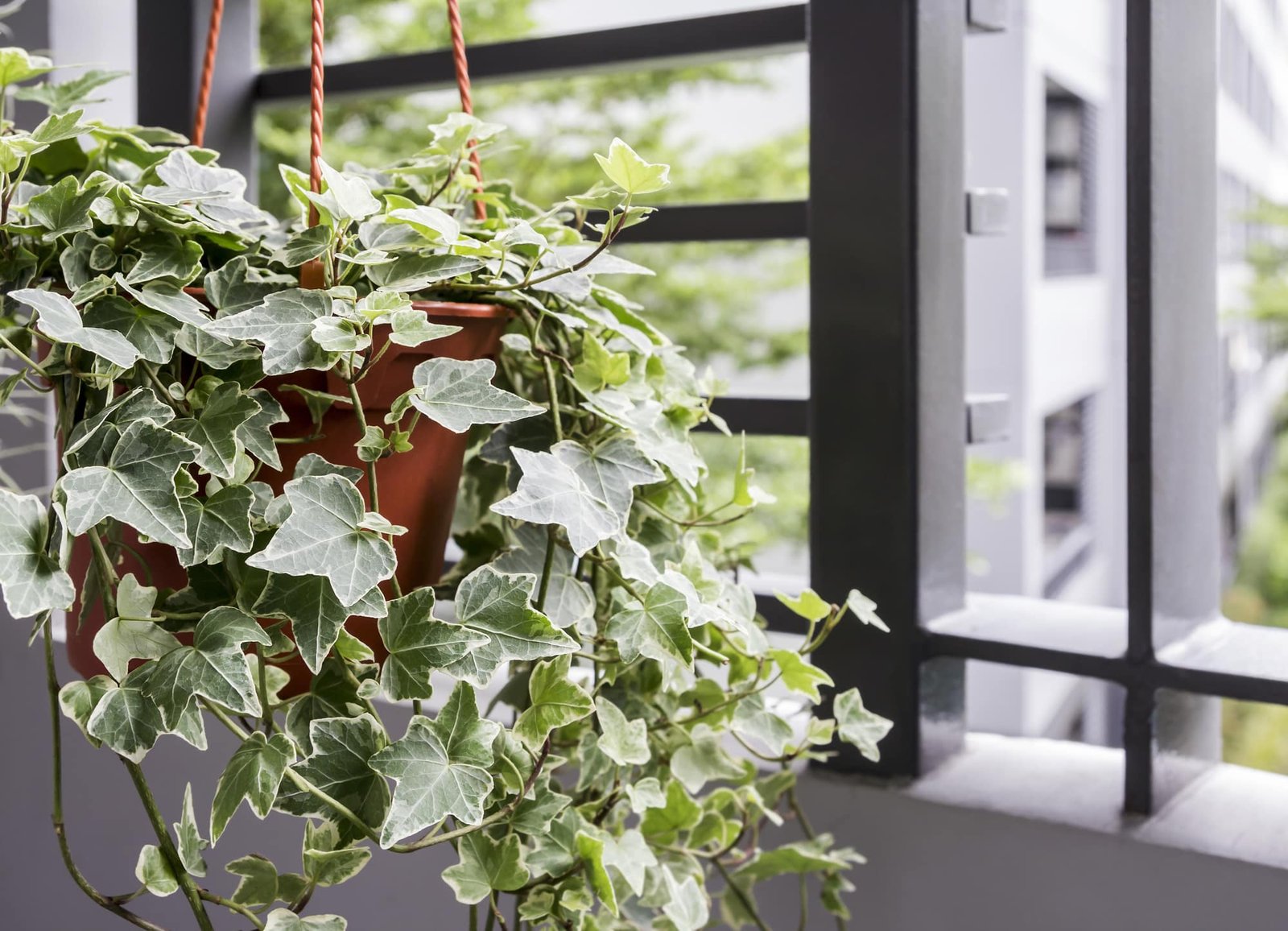 English Ivy indoor bedroom plant