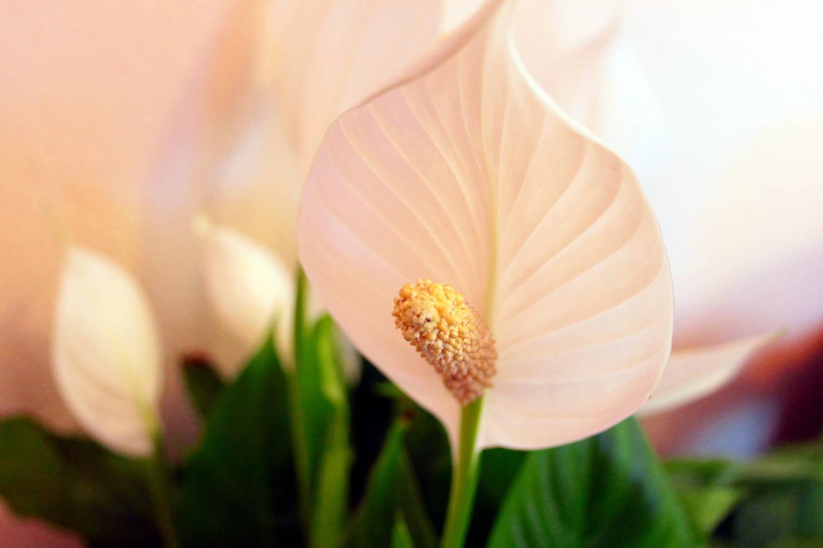 Indoor Peace Lily