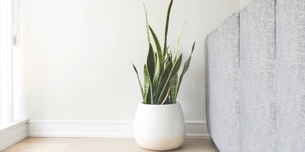 Snake plant for bedroom